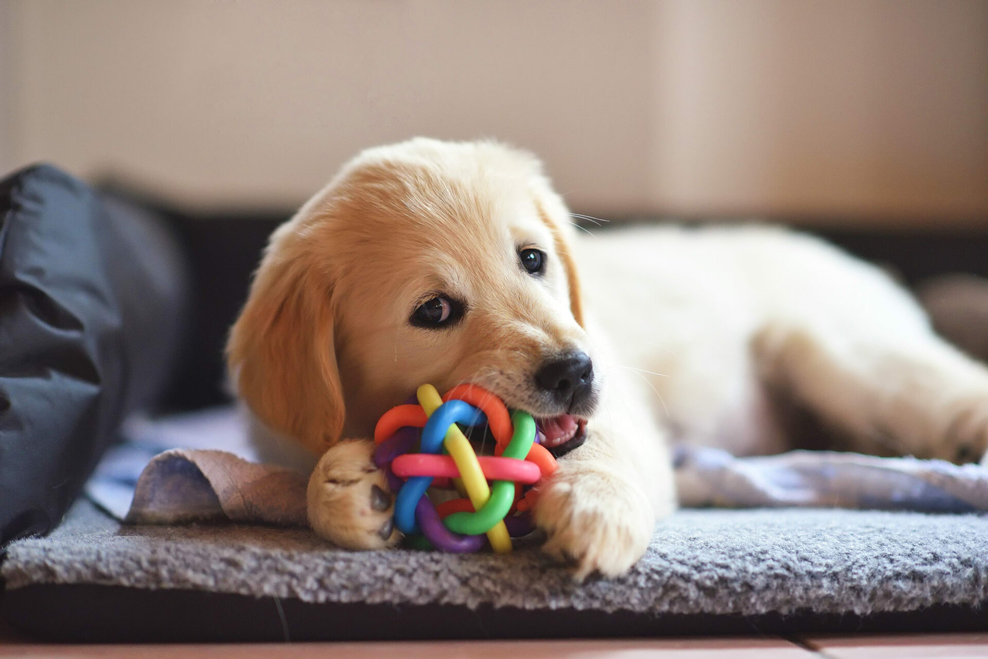 puppy-playing