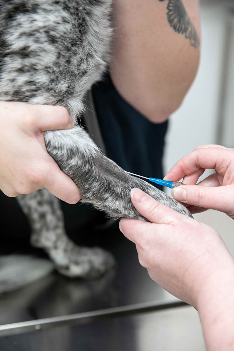 Surgery & Anaesthesia Mornington Veterinary Clinic