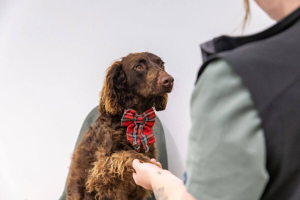 Desexing for your female dog - Laparoscopic or Traditional Spay?