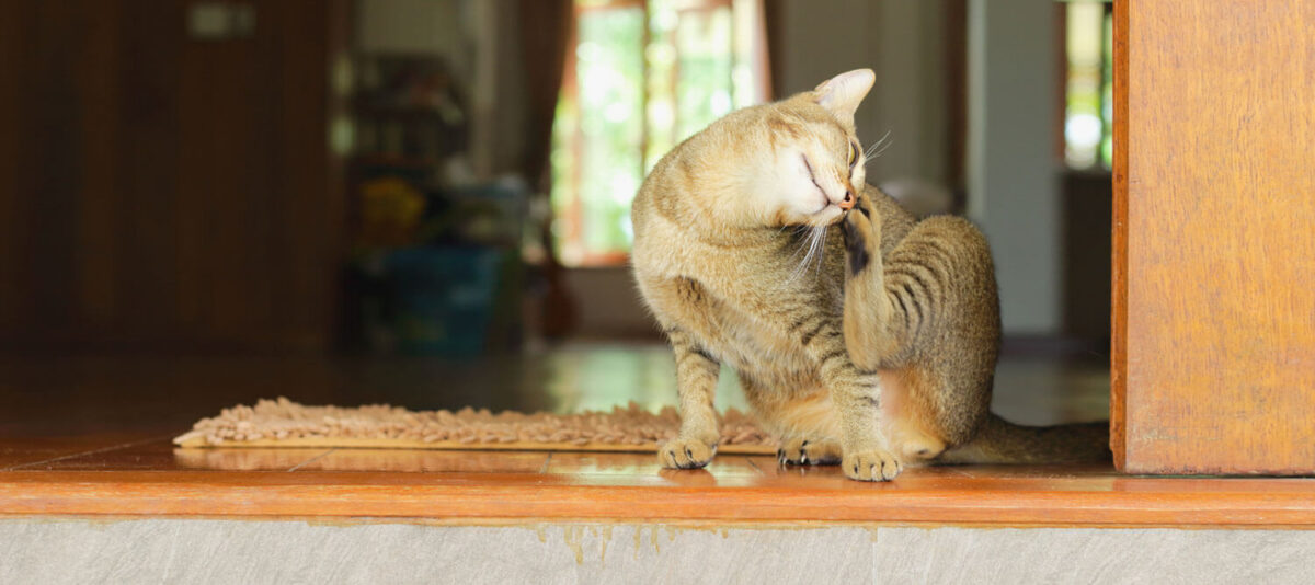 Bad Hair Day: Over-grooming in Cats