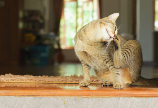 cat-overgrooming-example